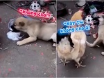 Chó con tham ăn bị gà mẹ đánh tơi bời