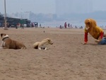 Thanh niên hồn bay phách lạc vì dọa nhầm chó dữ