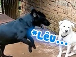 Chú chó bị xích chán không buồn nói khi bị đồng bọn lêu lêu