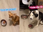 3 chú chó ngồi ngay ngắn, chờ lệnh sen mới được ăn