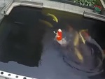 Cá koi nhảy múa trên mặt nước