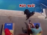 Hải cẩu đi lạc vào khu nghỉ dưỡng, lao xuống hồ bơi tắm