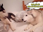 Husky bực bội khi bị bạn đời đổ oan