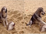 Husky bị bạn đời chất vấn vì đòi làm 'nóc nhà'