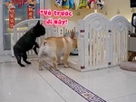 Cô chủ tá hỏa khi 'cậu mực' xúi dại đồng bọn đánh nhau