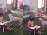 Chú chó nhắc nhở cô chủ học bài khi thấy mẹ về