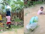 Chàng trai bị buồng chuối quật ngã xuống mương