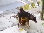 Người phụ nữ ngồi buồn ngắm phố phường bị chó tè vào lưng