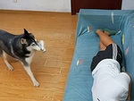 Husky bịt mũi chạy tán loạn khi cậu chủ xì hơi