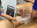 Chú mèo biết nói khi được bác sĩ hỏi thăm sức khỏe