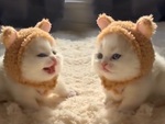 Tan chảy với những chú mèo đáng yêu