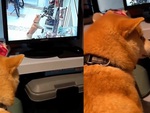 'Cậu vàng' làm đổ cây kiểng hết cãi khi xem camera