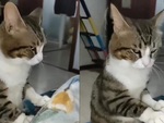 Chú mèo lườm nguýt khi bị sen bắt bóp chân