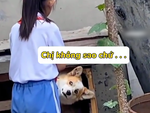 Phản ứng hài hước của những chú chó, mèo khi phải trông em bé