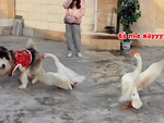 Hai chú chó bị ngỗng rượt chạy té khói