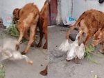 Ngỗng trả thù khi bị bò đá