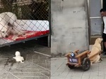 Chó mẹ nhờ đồng bọn kêu ông chủ cứu chó con bị rơi khỏi chuồng