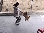 Chú chó hoa mắt chóng mặt khi cô chủ túm chân chơi trò đu quay
