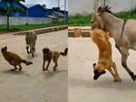 Hai chú chó giỡn nhây bị lừa dạy bài học nhớ đời