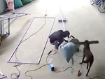 Thợ hàn tức nổ đom đóm mắt với chú chó nghịch ngợm