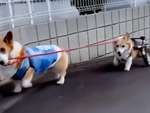 Tan chảy với tình bạn siêu đáng yêu của những chú chó