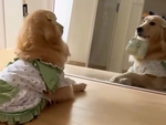 Cô chó điệu đà soi gương làm dáng
