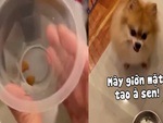 Chú chó nổi quạu khi sen bắt ăn kiêng giảm cân