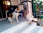 Gà trống lì đòn đánh nhau với chó
