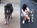 Quá trình 'lột xác' của husky gầy guộc khi được cô gái cưu mang