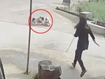 Chú mèo lao ra xử tội hai con chó đánh nhau