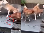 Chú chó 'đục nước béo cò' khi đồng bọn đánh nhau