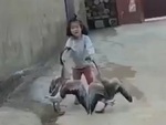 Hai con ngỗng hổ báo bị bé gái túm cổ đánh