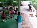 Hai chú chó đánh nhau, giải tán bàn nhậu trong một nốt nhạc