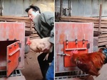 Gà trống mở chốt chuồng cứu bạn đời bị nhốt