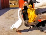 Ngỗng chạy theo van xin chủ đừng bán bạn đời