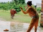 Chú bò đứng hình trước điệu nhảy lầy lội của cô chủ