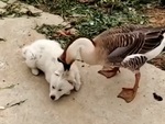 Chó con hổ báo bị ngỗng đánh nhớ đời
