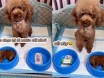 Cười sảng với chú chó bị vật chất quyết định ý thức