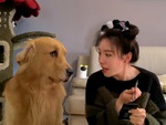 Chú chó buồn ngủ ríu mắt khi sen bắt ngồi nhìn trang điểm