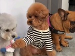 Hai chú chó ăn vụng bị cô chủ xử tội vì đồng bọn mách lẻo