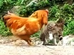 Gà trống đánh mèo không trượt phát nào vì ngày nhỏ bị bắt nạt