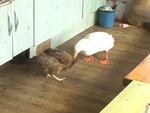 Video hài nhất tuần: Vịt mỗi ngày tìm gà mái trả thù vì ngày nhỏ bị bắt nạt