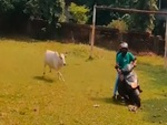 Hai người đàn ông đi xe máy bị bò rượt chạy trối chết