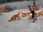 Chàng trai thả 'chó đại ca' dẹp đồng bọn đánh nhau