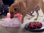 Thấy chó con trộm thịt, chó mẹ chạy đến giành lại cất và đậy lồng bàn