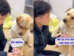 Chú chó cay cú khi bị sen lừa uống thuốc