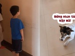 Chú chó run như cầy sấy khi thấy sen bị mẹ phạt