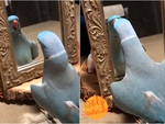 Vẹt soi gương và tự hôn mình thắm thiết