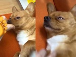 Chú chó xỉu ngang khi ngửi chân sen