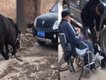 Ngựa quỳ gối xin lái buôn thả bạn chó
